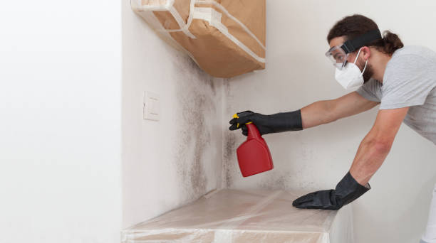 Professional Basement Mold Remediation technician working in Altoona, PA
