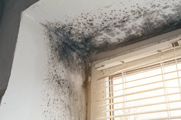 Affordable Basement Mold Remediation solutions in Altoona, PA